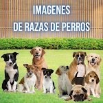 Cover Image of Télécharger Imagenes de Razas de Perros  APK