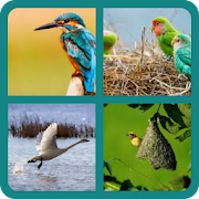 Top 16 Trivia Apps Like Birds Quiz - Best Alternatives