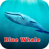 Guide For Blue Whale Suicide icon