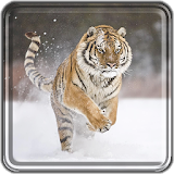 Tiger Live Wallpaper Free icon