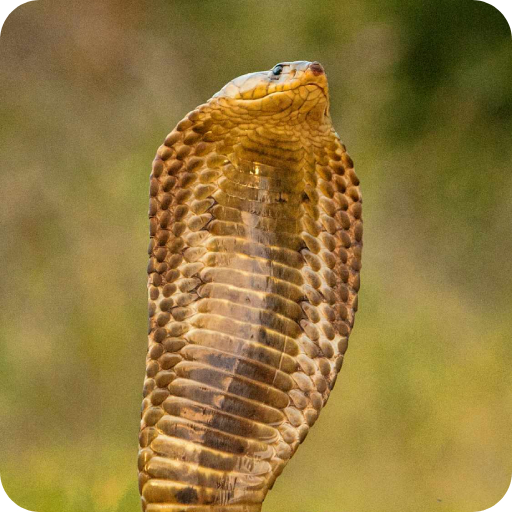 King Cobra Wallpaper logo