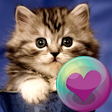 Cute Kitty Cats HD Wallpapers icon