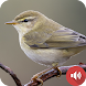 ナイチンゲール鳥の鳴き声 - Androidアプリ