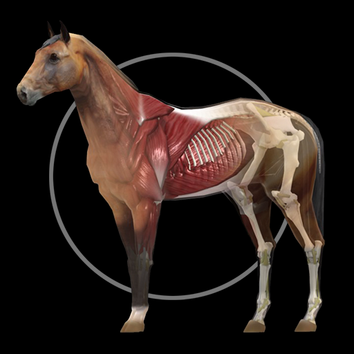 Horse Anatomy: Equine 3D 2.9 Icon