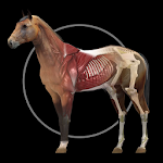 Cover Image of Download Horse Anatomy: Equine 3D  APK