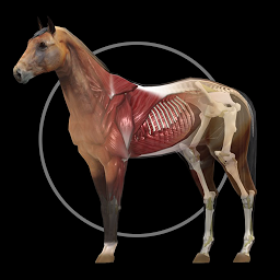 Imagen de ícono de Horse Anatomy: Equine 3D