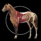 Horse Anatomy: Equine 3D Télécharger sur Windows