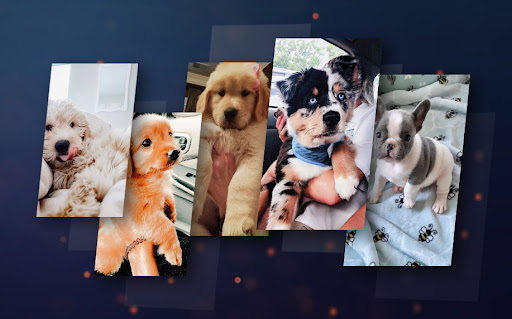 Fondos De Pantalla Perritos