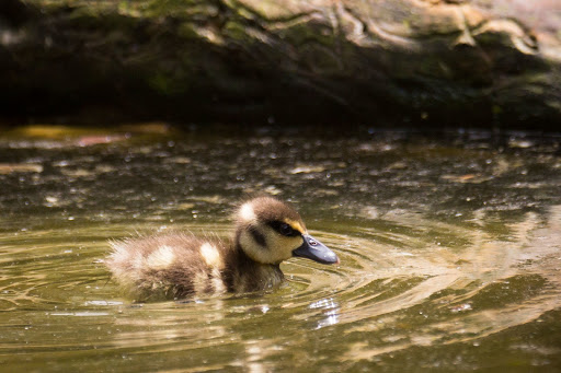 Duckling Wallpapers Screen 3