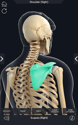 My Skeleton Anatomy Screen 3