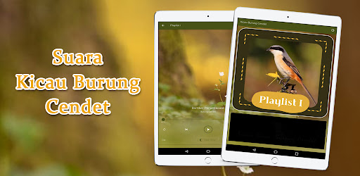 Suara Kicau Burung Cendet