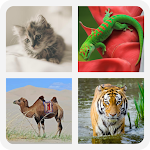 Cover Image of Download Quiz ! Animal Kingdom  APK