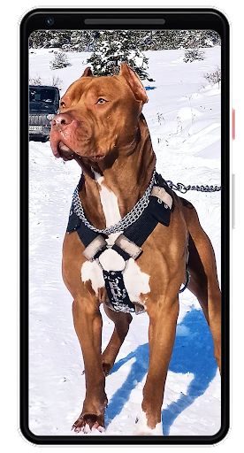 Pitbull Wallpapers Screen 3