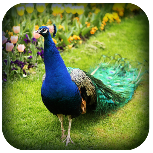 Peacock Wallpaper HD logo
