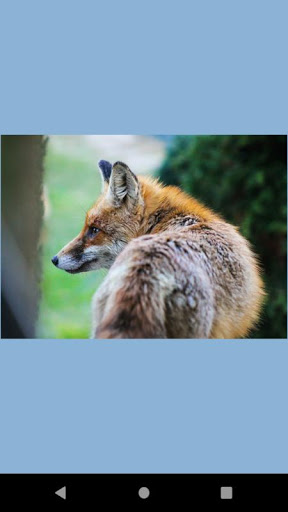 Fox photos wallpaper Screen 3