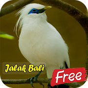 Suara Burung Kicau Jalak Bali 1.0 Icon