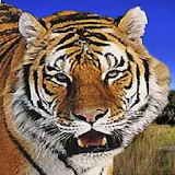 Animal Safari icon