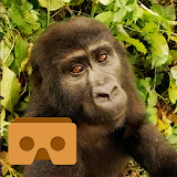 Virtual Gorilla (Cardboard VR) icon
