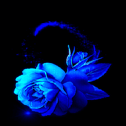 Icon image Lovely Blue Rose LWP