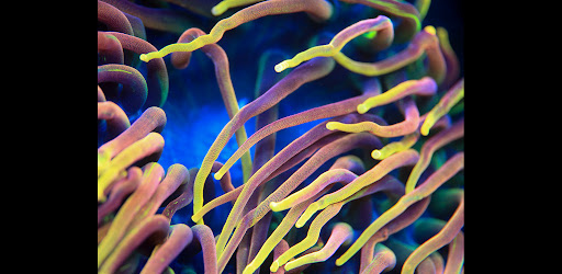 Reef Delight UltraBARs