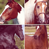 Cheval - Les races de chevaux icon