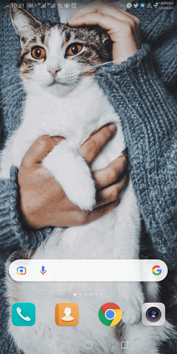 Cat Lover Wallpaper