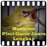 Masteran Pleci Gacor Juara icon