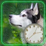 Cover Image of ดาวน์โหลด Husky Clock  APK