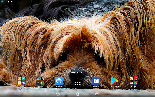Yorkshire Terrier live wallpap Screen 3