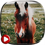 Horses Video Live Wallpaper icon