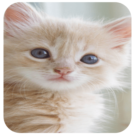 Cute Cat Live Wallpaper