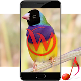 Singing Birds Video Wallpaper icon