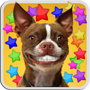 DOG SMILES LIVE WALLPAPER  Icon