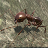 Ant Simulation 3D icon