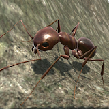 Ant Simulation 3D - Insect Sur icon