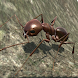 Ant Simulation 3D - Androidアプリ