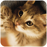 Cat Memory Cleaner icon