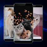 Cover Image of Download Kitten Wallpapers 1.0 APK