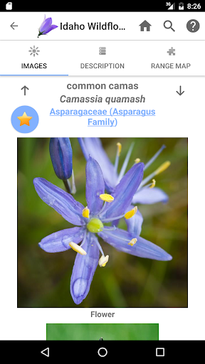 Screenshot of Idaho Wildflowers