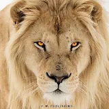 Lion Puzzles Lite icon