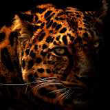 Leopard Silhouette LWP icon