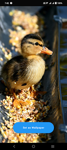 Android application Baby Duck Wallpaper screenshort