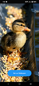 Baby Duck Wallpaper