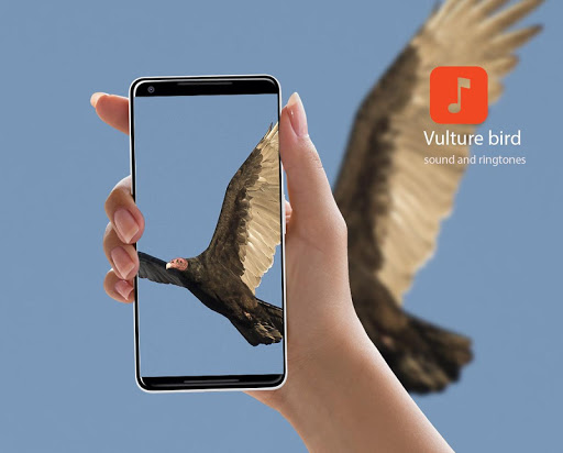 Android application Vulture bird Sounds screenshort