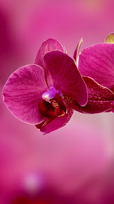 Imágen 7 Fondos de pantalla orquídeas android