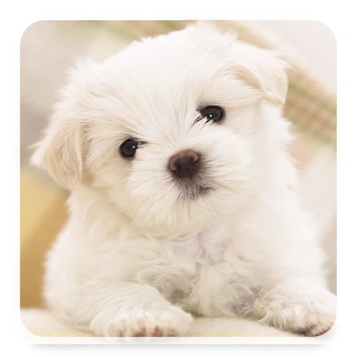 Dog Wallpaper HD, GIF logo