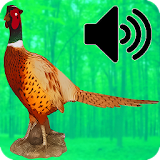 Decoy For Hunting Pheasant icon