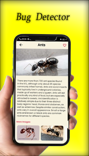 Bug id & Insect Identification Screen 3
