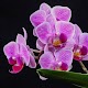 Orquídeas de colección Descarga en Windows