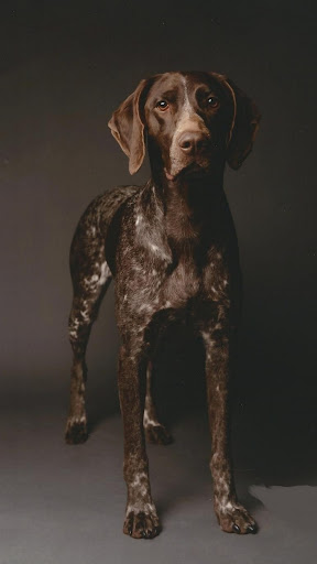 German Shorthaired Pointer